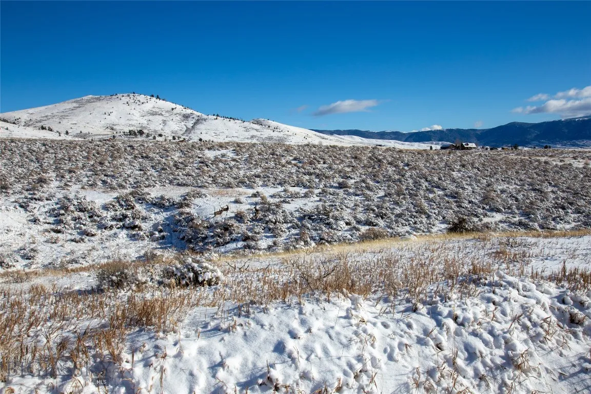 Mule Deer on Property
