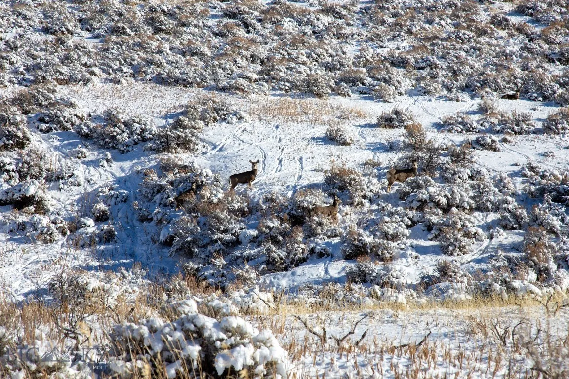 Mule Deer on Property