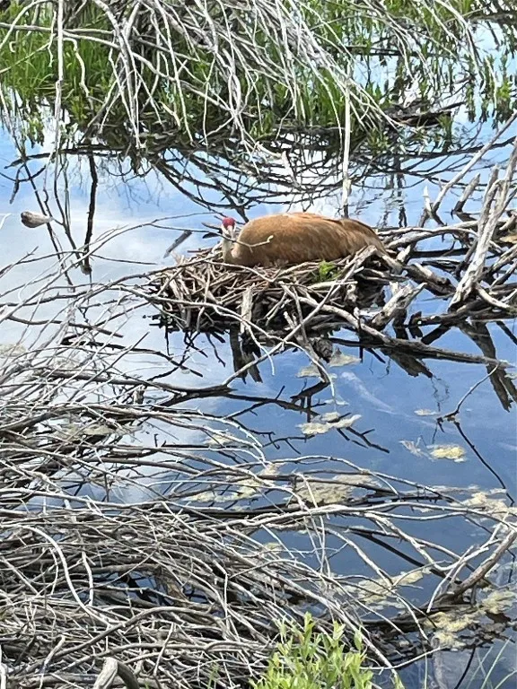 000 Elk Creek Road W, Wilsall, Montana 59086, Wilsall, Montana 59086, ,Farm,For Sale,000 Elk Creek Road W, Wilsall, Montana 59086,398018