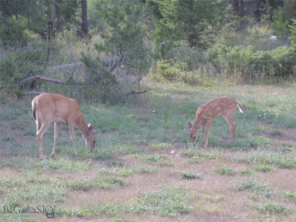 Wildlife right out back