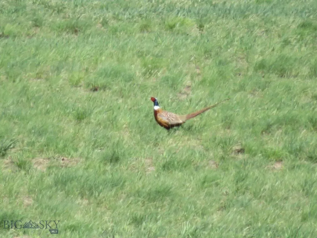 Highwood, Montana 59450, ,Land,For Sale,0,400545