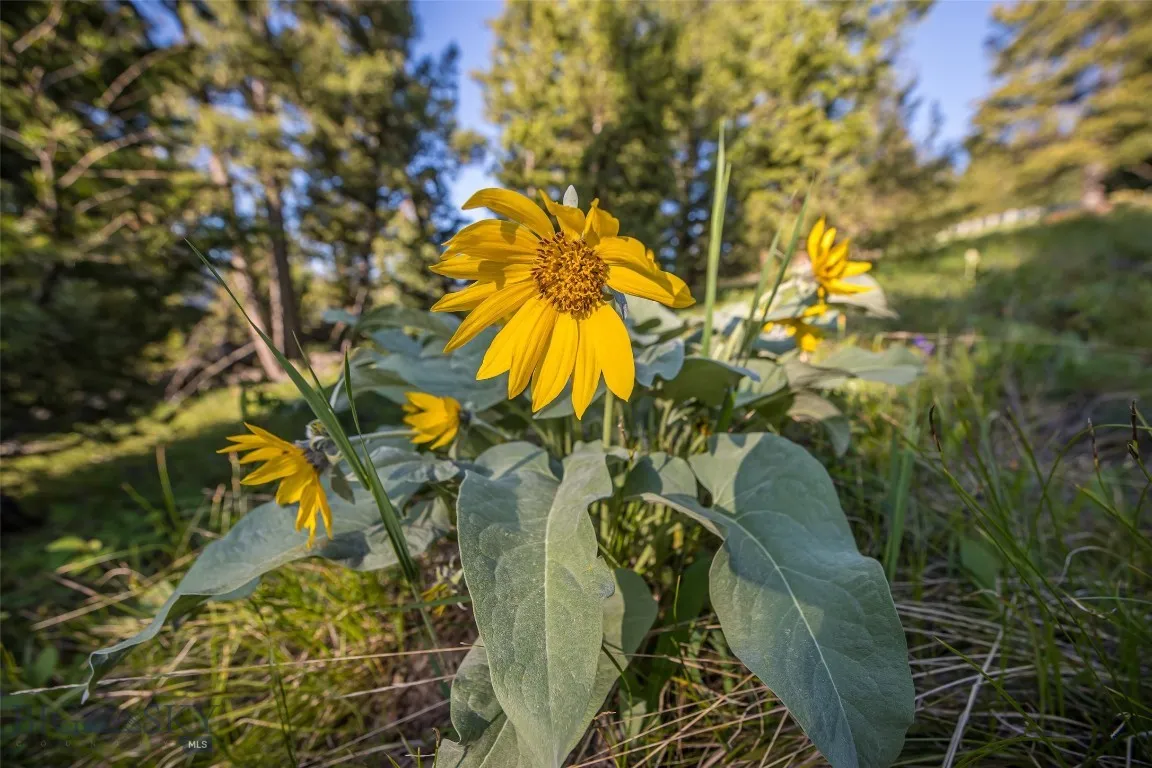 Tbd Doolittle Drive Lot #31, Big Sky, Montana 5971, Big Sky, Montana 59716, ,Land,For Sale,Tbd Doolittle Drive Lot #31, Big Sky, Montana 5971,398838