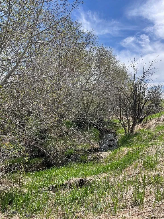 Native alders along the stream on property