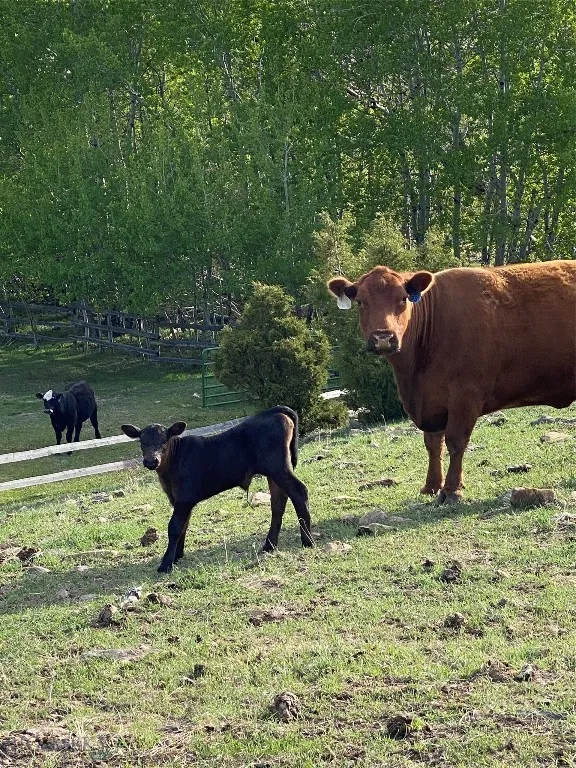 5845 Dry Creek Ranch Road, Whitehall, Montana 5975, Whitehall, Montana 59759, 3 Bedrooms Bedrooms, ,3 BathroomsBathrooms,Residential,For Sale,5845 Dry Creek Ranch Road, Whitehall, Montana 5975,0,402848