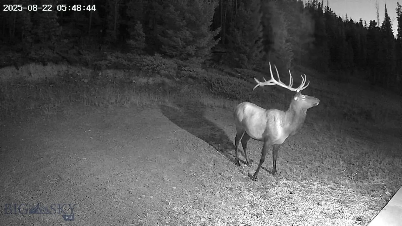 8/22/2025 Elk