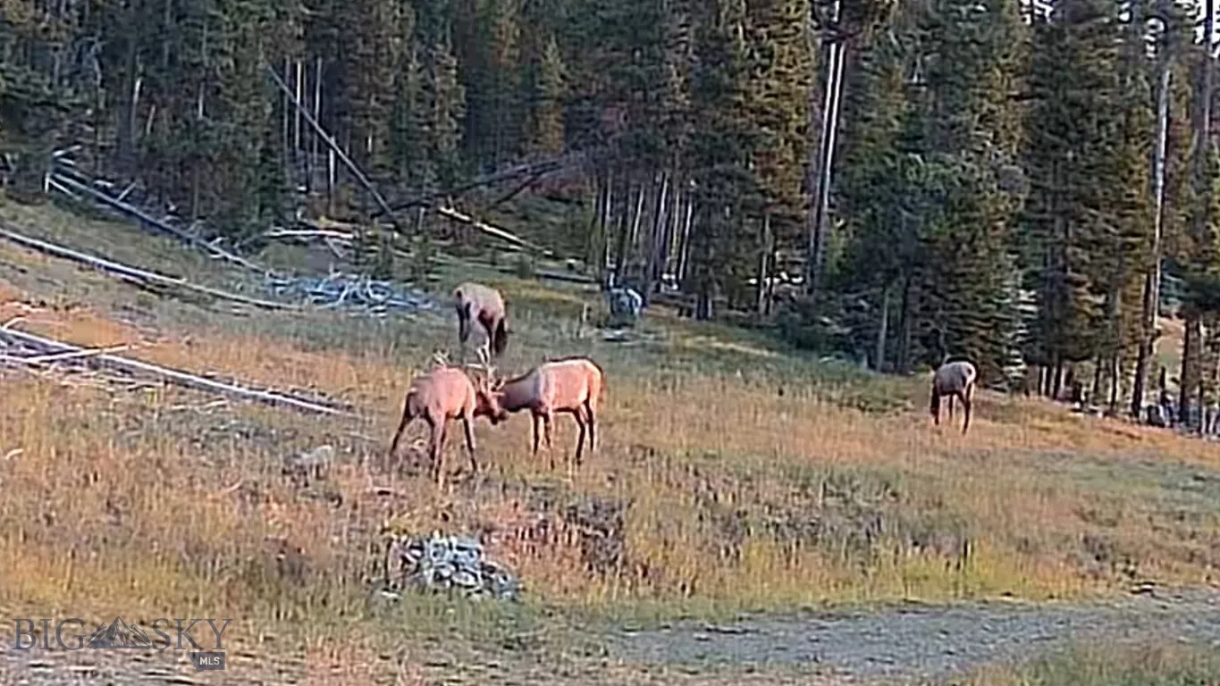 8/21/2025 Elk