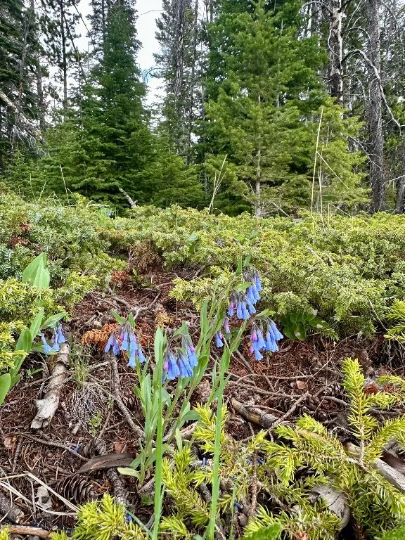 22 Indian Creek Road, Townsend, Montana 59644, Townsend, Montana 59644, 2 Bedrooms Bedrooms, ,1 BathroomBathrooms,Residential,For Sale,22 Indian Creek Road, Townsend, Montana 59644,0,402926