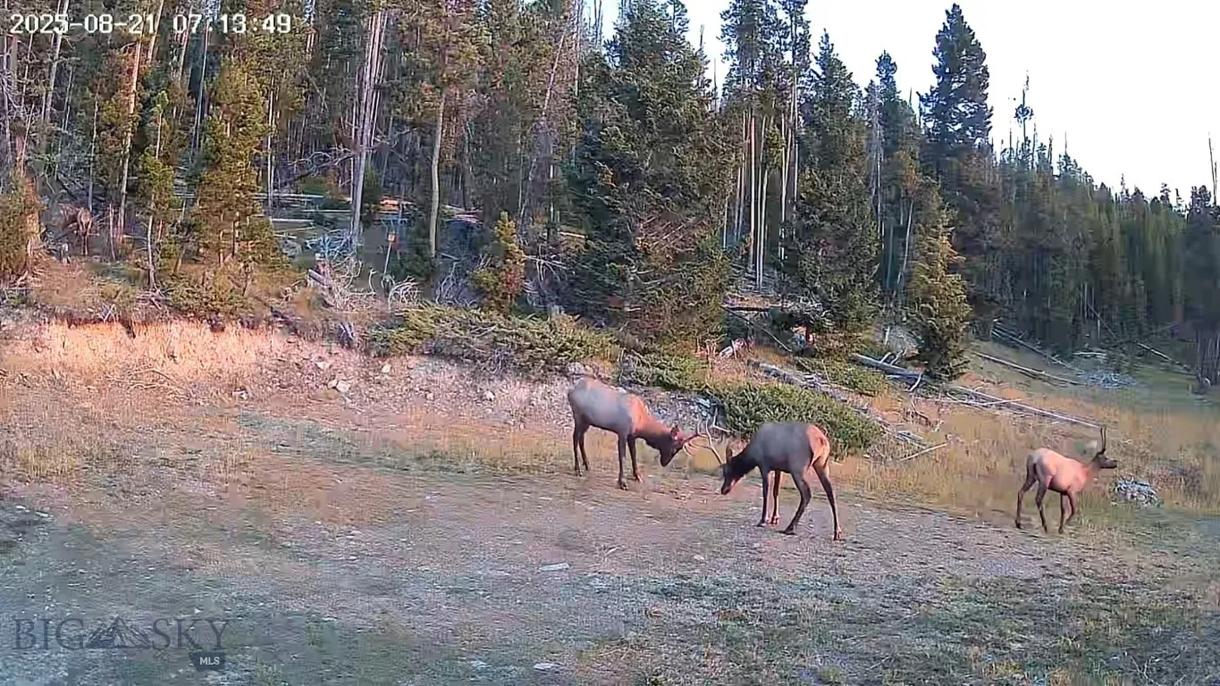8/21/2025 Elk