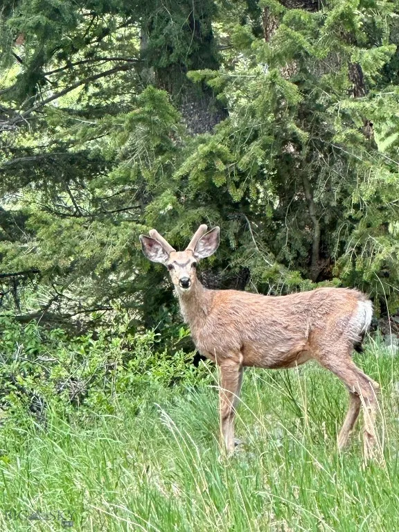 22 Indian Creek Road, Townsend, Montana 59644, Townsend, Montana 59644, 2 Bedrooms Bedrooms, ,1 BathroomBathrooms,Residential,For Sale,22 Indian Creek Road, Townsend, Montana 59644,0,402926