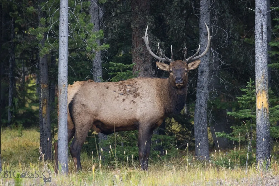 208 Outlook Trail, Big Sky, Montana 58716, Big Sky, Montana 58716, ,Land,For Sale,208 Outlook Trail, Big Sky, Montana 58716,402900