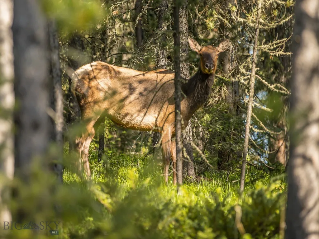 725 Sandhill Road, Big Sky, Montana 59716, Big Sky, Montana 59716, 4 Bedrooms Bedrooms, ,3 BathroomsBathrooms,Residential,For Sale,725 Sandhill Road, Big Sky, Montana 59716,0,402343