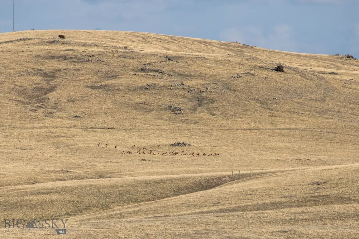Elk behind the house on the bordering State land