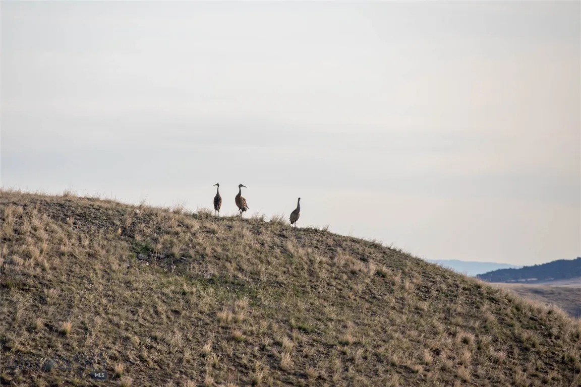 Three Sandhill Crane near the house