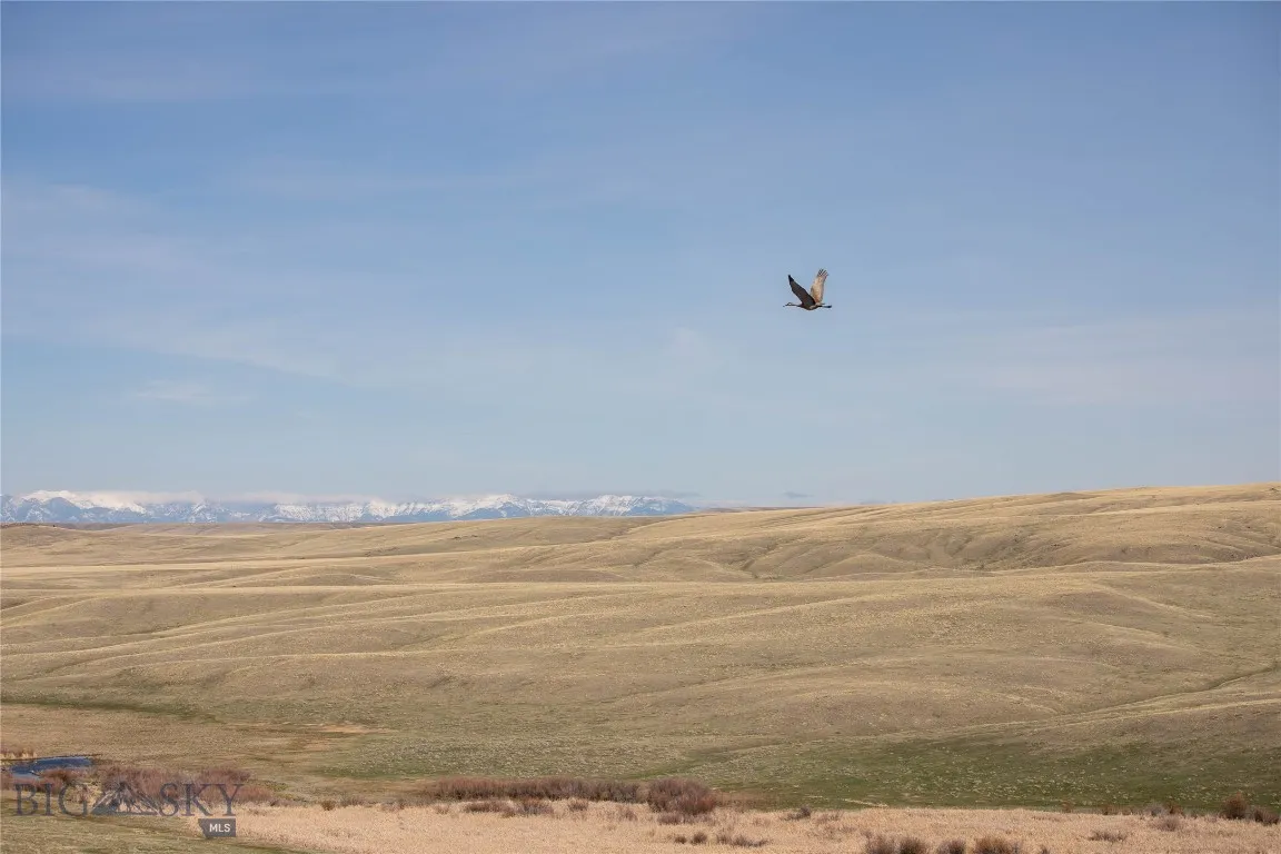 Sandhill Crane