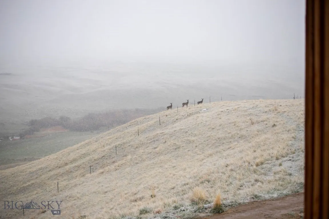Three snowy deer just south of the house