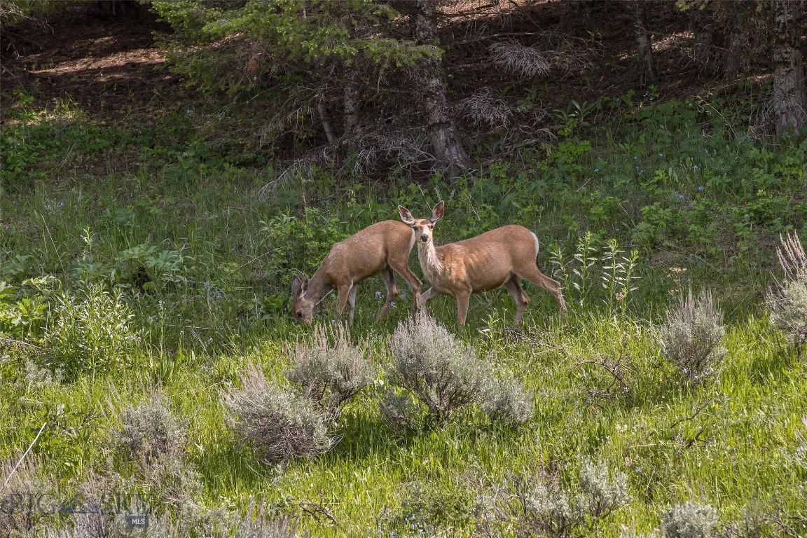 198 Elk Ridge Road, Livingston, Montana 59047, Livingston, Montana 59047, 4 Bedrooms Bedrooms, ,2 BathroomsBathrooms,Residential,For Sale,198 Elk Ridge Road, Livingston, Montana 59047,402303