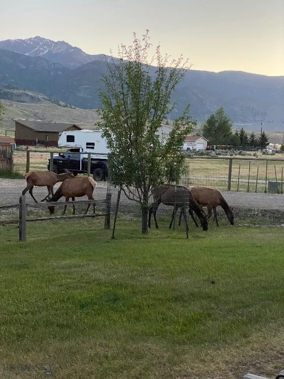 Neighborhood Elk in the Yard