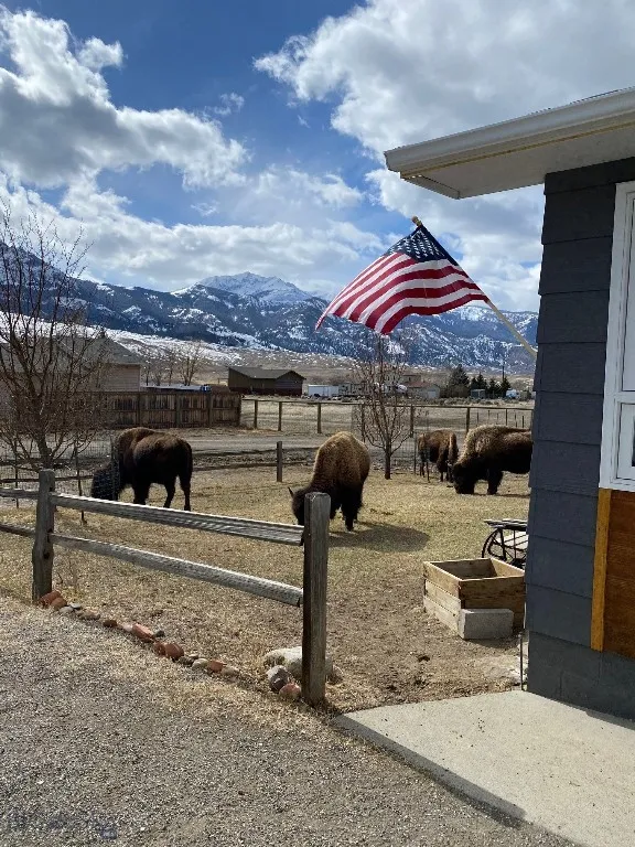 Bison in the Yard