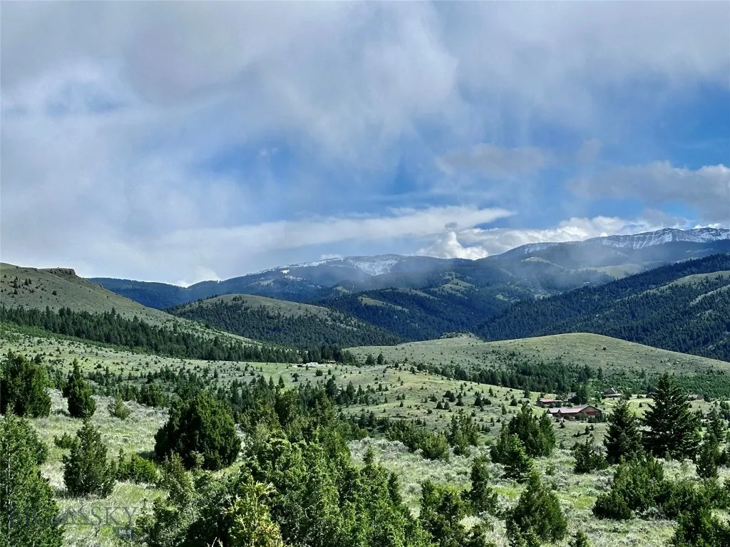 TREES - mostly firs and junipers