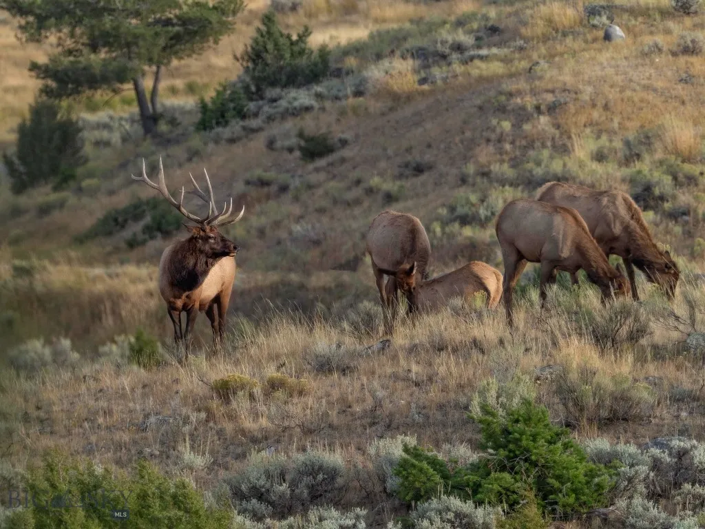 94 Sky Band Trail, Livingston, Montana 59047, Livingston, Montana 59047, 3 Bedrooms Bedrooms, ,3 BathroomsBathrooms,Residential,For Sale,94 Sky Band Trail, Livingston, Montana 59047,403634