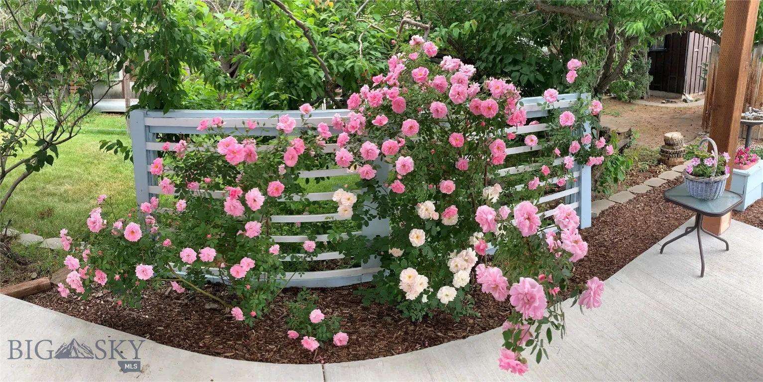 Mature perennials