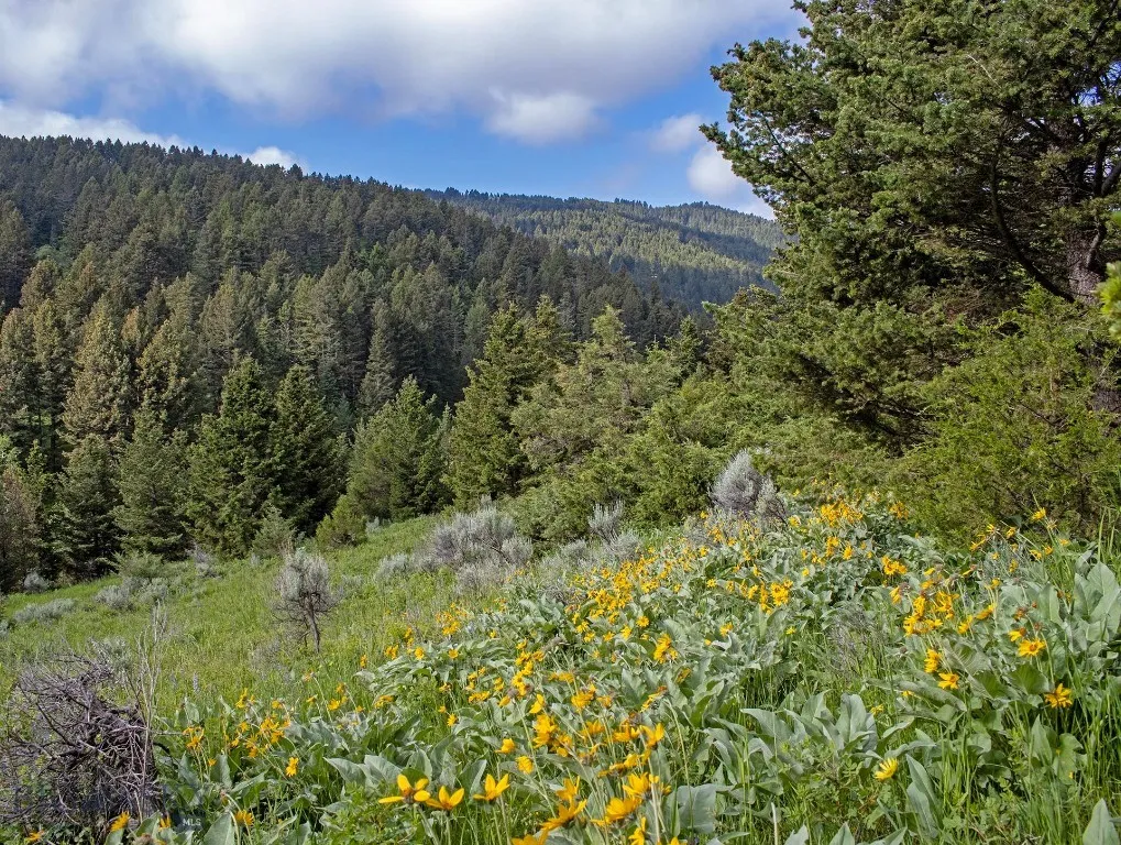 Tbd Willow Creek N Fork Road, Livingston, Montana, Livingston, Montana 59047, ,Land,For Sale,Tbd Willow Creek N Fork Road, Livingston, Montana ,403519