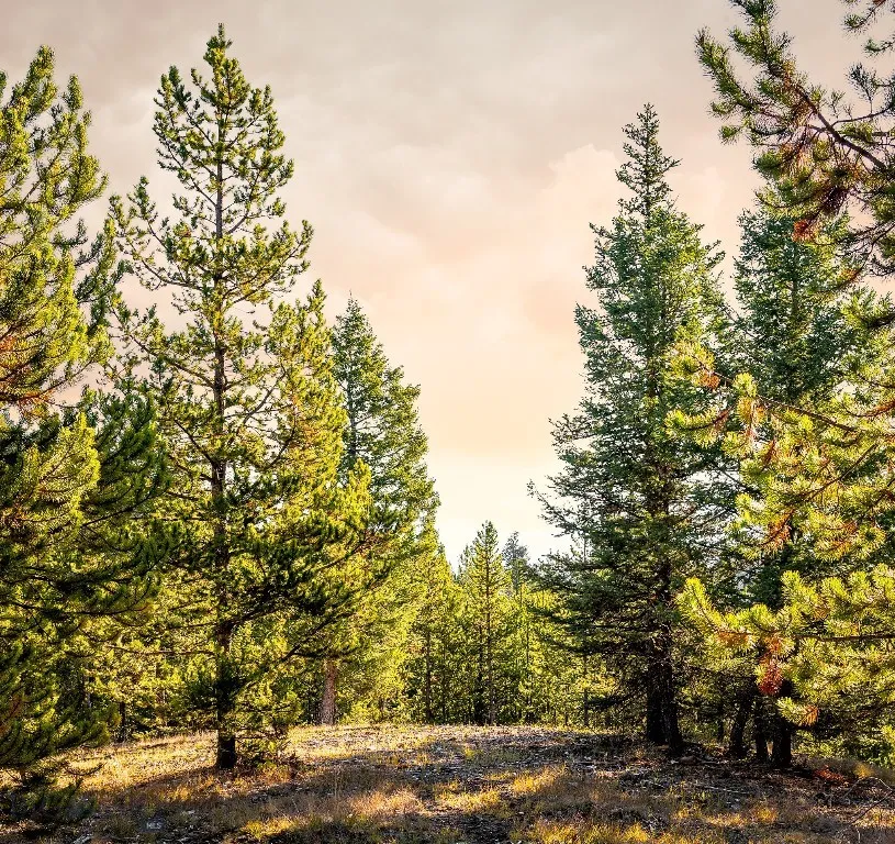 Lot 1 Wheatgrass Meadows, Big Sky, Montana 59716, Big Sky, Montana 59716, ,Land,For Sale,Lot 1 Wheatgrass Meadows, Big Sky, Montana 59716,0,403900