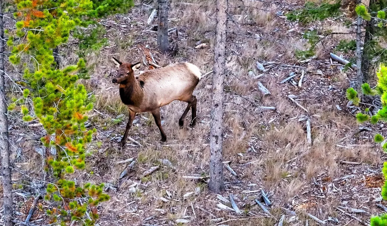 Lot 2 Wheatgrass Meadows, Big Sky, Montana 59716, Big Sky, Montana 59716, ,Land,For Sale,Lot 2 Wheatgrass Meadows, Big Sky, Montana 59716,0,403901
