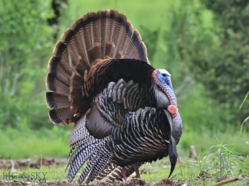 8 West Fork Road, Nye, Montana 59061, Nye, Montana 59061, 3 Bedrooms Bedrooms, ,3 BathroomsBathrooms,Farm,For Sale,8 West Fork Road, Nye, Montana 59061,0,404059