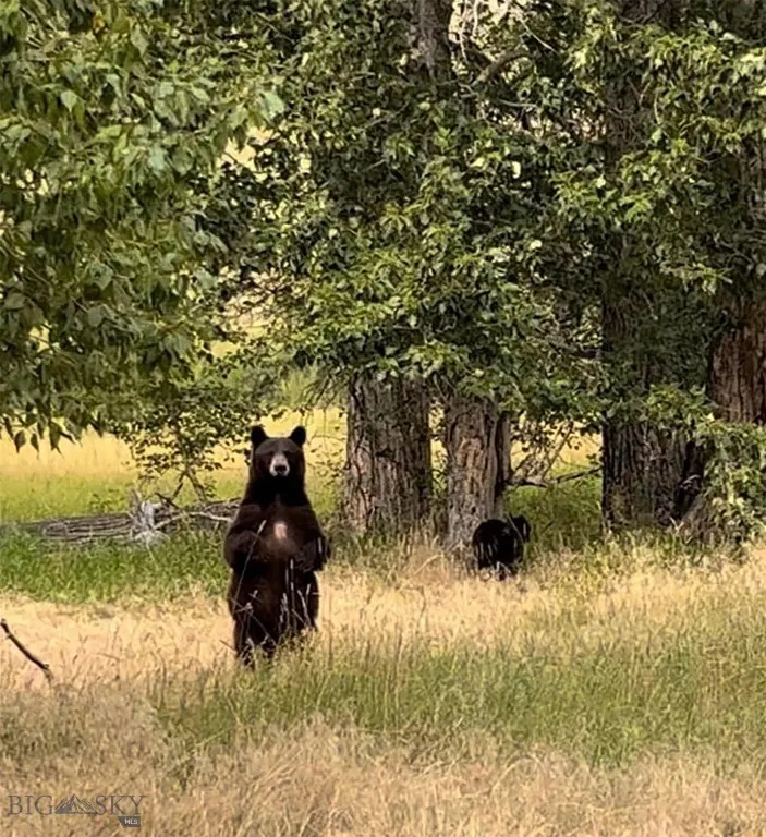 8 West Fork Road, Nye, Montana 59061, Nye, Montana 59061, 3 Bedrooms Bedrooms, ,3 BathroomsBathrooms,Farm,For Sale,8 West Fork Road, Nye, Montana 59061,0,404059