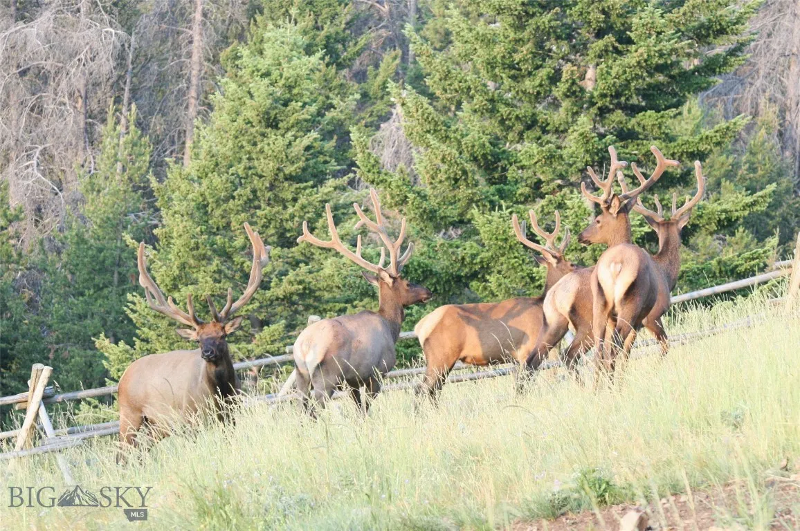 2988 Moose Gulch, Elliston, Montana 59728, Elliston, Montana 59728, 4 Bedrooms Bedrooms, ,3 BathroomsBathrooms,Residential,For Sale,2988 Moose Gulch, Elliston, Montana 59728,0,404169