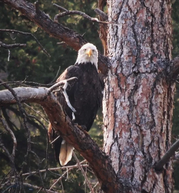 2988 Moose Gulch, Elliston, Montana 59728, Elliston, Montana 59728, 4 Bedrooms Bedrooms, ,3 BathroomsBathrooms,Residential,For Sale,2988 Moose Gulch, Elliston, Montana 59728,0,404169