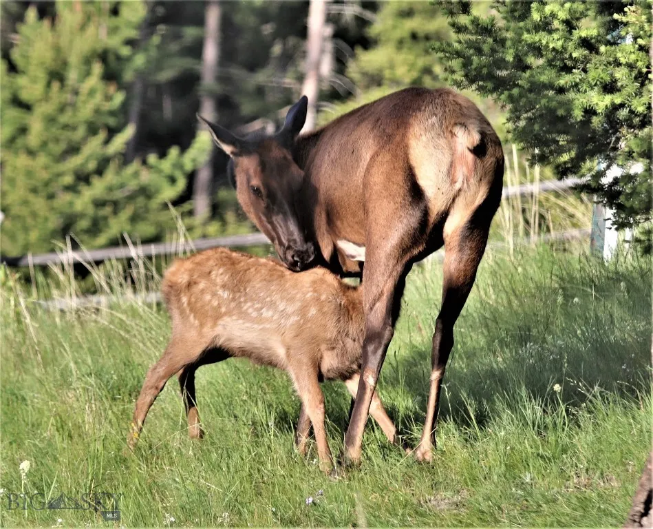 2988 Moose Gulch, Elliston, Montana 59728, Elliston, Montana 59728, 4 Bedrooms Bedrooms, ,3 BathroomsBathrooms,Residential,For Sale,2988 Moose Gulch, Elliston, Montana 59728,0,404169
