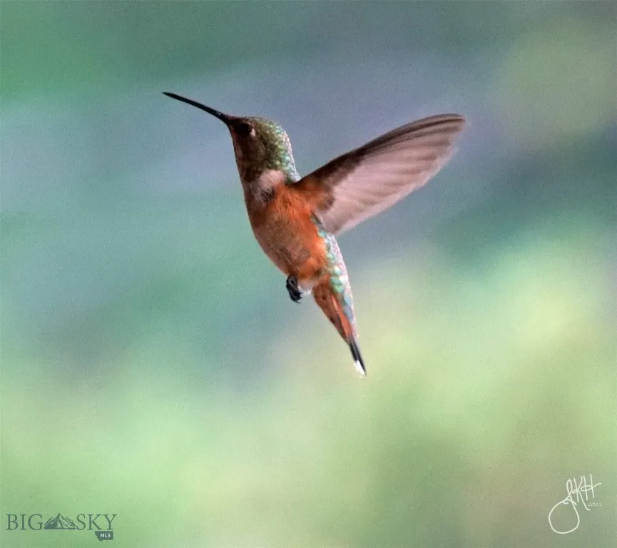 2988 Moose Gulch, Elliston, Montana 59728, Elliston, Montana 59728, 4 Bedrooms Bedrooms, ,3 BathroomsBathrooms,Residential,For Sale,2988 Moose Gulch, Elliston, Montana 59728,0,404169