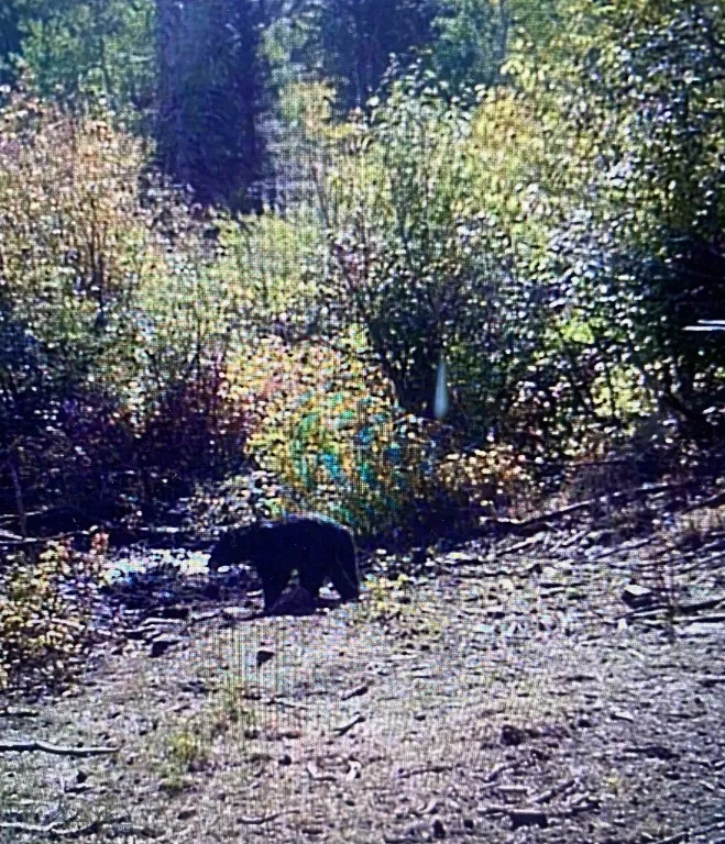 4 Pine Hill Drive, White Sulphur Springs, Montana, White Sulphur Springs, Montana 59645, 4 Bedrooms Bedrooms, ,1 BathroomBathrooms,Residential,For Sale,4 Pine Hill Drive, White Sulphur Springs, Montana ,0,404479