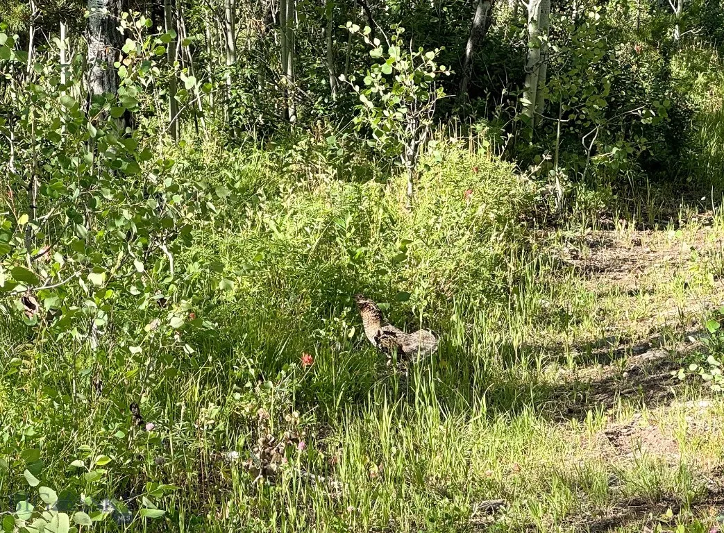 4 Pine Hill Drive, White Sulphur Springs, Montana, White Sulphur Springs, Montana 59645, 4 Bedrooms Bedrooms, ,1 BathroomBathrooms,Residential,For Sale,4 Pine Hill Drive, White Sulphur Springs, Montana ,0,404479