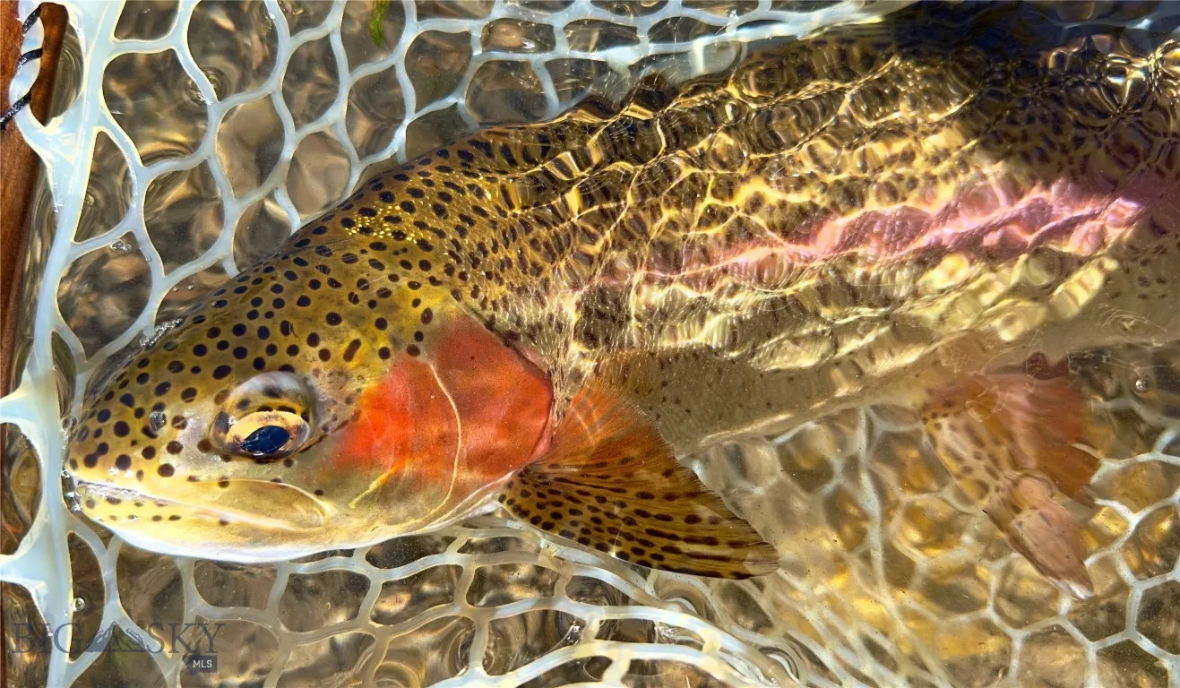 Amazing Fishing in Yellowstone!
