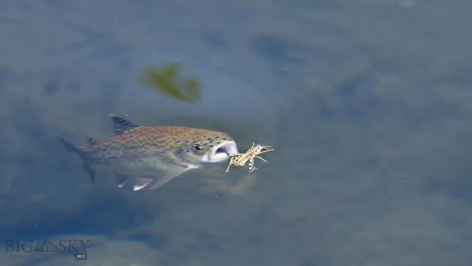 830 Castle Mountain Road, Clyde Park, Montana 5901, Clyde Park, Montana 59018, 9 Bedrooms Bedrooms, ,10 BathroomsBathrooms,Residential,For Sale,830 Castle Mountain Road, Clyde Park, Montana 5901,0,397636