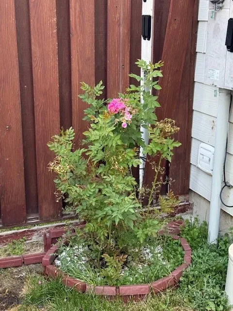 3003 Meadowlark, Butte, Montana 59701, Butte, Montana 59701, 2 Bedrooms Bedrooms, ,1 BathroomBathrooms,Residential,For Sale,3003 Meadowlark, Butte, Montana 59701,0,405331