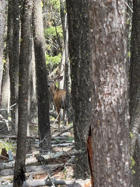 Tbd A&b Chimney Lakes Road, Helmville, Montana, Helmville, Montana 59843, ,Land,For Sale,Tbd A&b Chimney Lakes Road, Helmville, Montana,0,405619