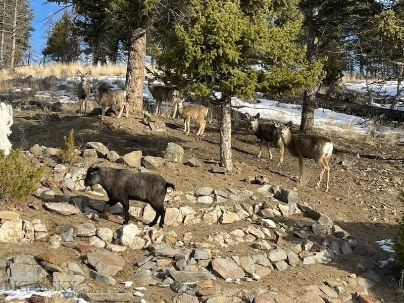 180 Lower Rader Creek Road, Whitehall, Montana 597, Whitehall, Montana 59759, 3 Bedrooms Bedrooms, ,2 BathroomsBathrooms,Residential,For Sale,180 Lower Rader Creek Road, Whitehall, Montana 597,0,405733