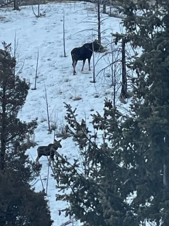 WILDLIFE
