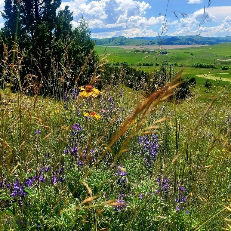 Gorgeous wildflowers in the spring/summer