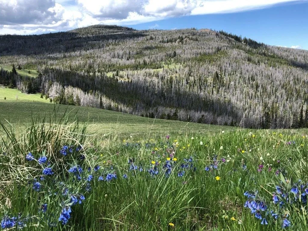 Tbd Indian Creek Road, Townsend, Montana 59604, Townsend, Montana 59604, ,Land,For Sale,Tbd Indian Creek Road, Townsend, Montana 59604,0,406164
