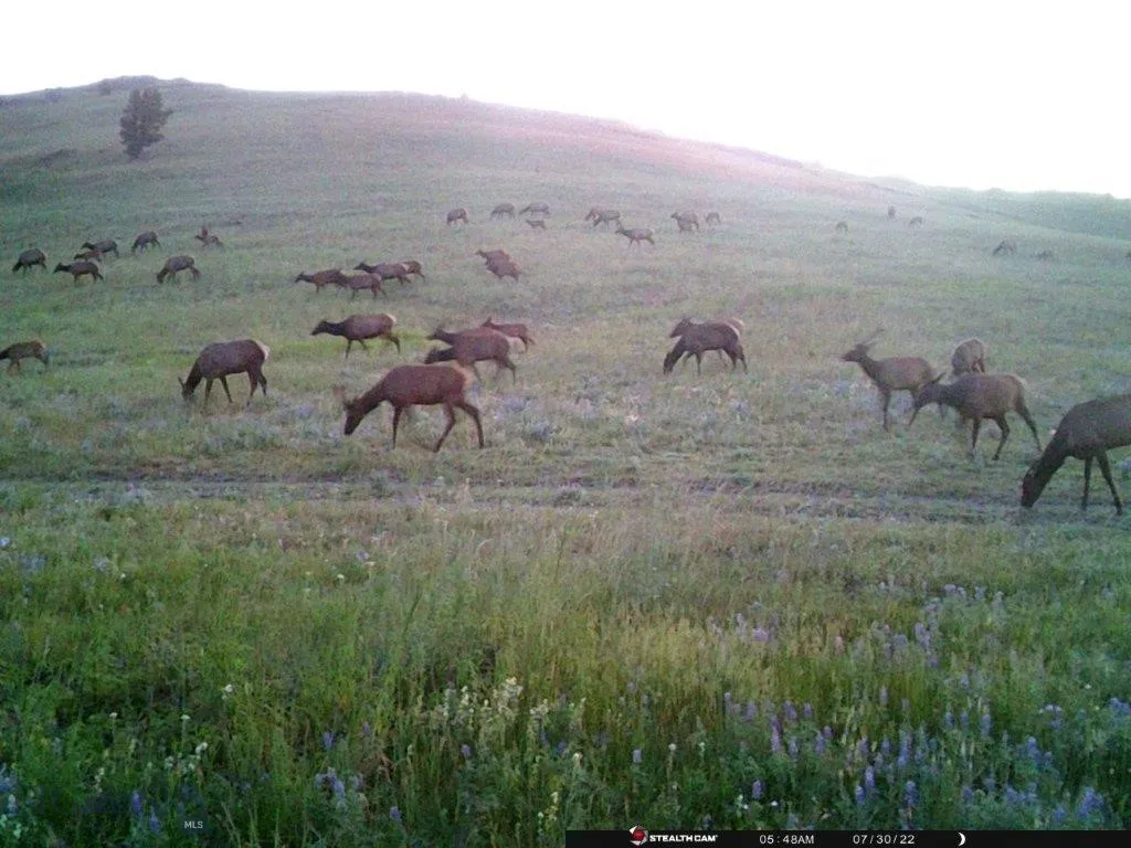 Tbd Indian Creek Road, Townsend, Montana 59604, Townsend, Montana 59604, ,Land,For Sale,Tbd Indian Creek Road, Townsend, Montana 59604,0,406164