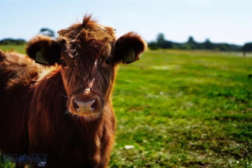 Great Grazing