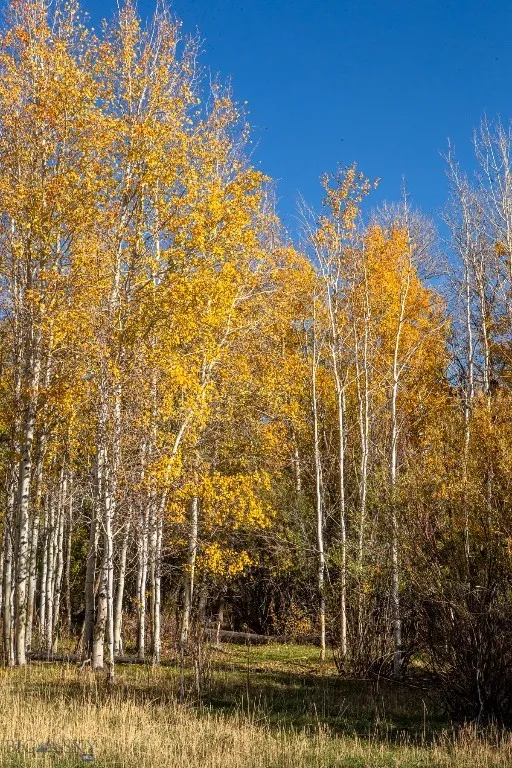 3007 Coyote Creek, Dillon, Montana 59725, Dillon, Montana 59725, 3 Bedrooms Bedrooms, ,2 BathroomsBathrooms,Farm,For Sale,3007 Coyote Creek, Dillon, Montana 59725,0,406303