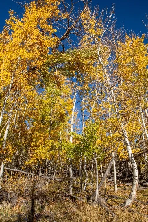 3007 Coyote Creek, Dillon, Montana 59725, Dillon, Montana 59725, 3 Bedrooms Bedrooms, ,2 BathroomsBathrooms,Farm,For Sale,3007 Coyote Creek, Dillon, Montana 59725,0,406303