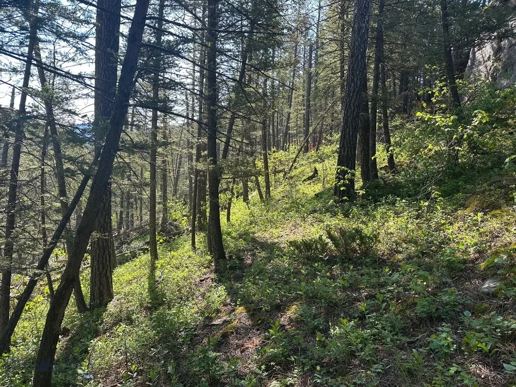 Nhn Lot 1 Highway 89 N, Monarch, Montana 59463, Monarch, Montana 59463, ,Land,For Sale,Nhn Lot 1 Highway 89 N, Monarch, Montana 59463,0,406558