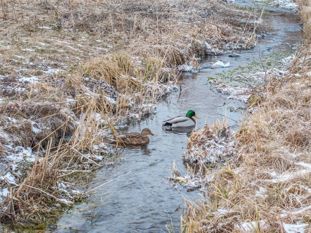 Residents of the stream
